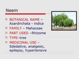 Neem 
 BOTANICAL NAME – 
Azardirchata - indica 
 FAMILY – Mahaceae 
 PART USED –Rhizome 
 TYPE–tree 
 MEDICINAL USE – 
Sdedative, analgesic, 
epilepsy, hypertensive 
 