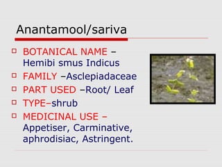 Anantamool/sariva 
 BOTANICAL NAME – 
Hemibi smus Indicus 
 FAMILY –Asclepiadaceae 
 PART USED –Root/ Leaf 
 TYPE–shrub 
 MEDICINAL USE – 
Appetiser, Carminative, 
aphrodisiac, Astringent. 
 