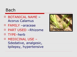 Bach 
 BOTANICAL NAME – 
Acorus Calamus 
 FAMILY –araceae 
 PART USED –Rhizome 
 TYPE–herb 
 MEDICINAL USE – 
Sdedative, analgesic, 
tpilepsy, hypertensive 
 