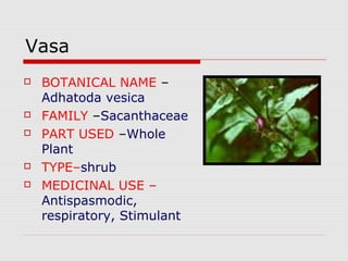 Vasa 
 BOTANICAL NAME – 
Adhatoda vesica 
 FAMILY –Sacanthaceae 
 PART USED –Whole 
Plant 
 TYPE–shrub 
 MEDICINAL USE – 
Antispasmodic, 
respiratory, Stimulant 
 