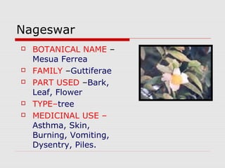 Nageswar 
 BOTANICAL NAME – 
Mesua Ferrea 
 FAMILY –Guttiferae 
 PART USED –Bark, 
Leaf, Flower 
 TYPE–tree 
 MEDICINAL USE – 
Asthma, Skin, 
Burning, Vomiting, 
Dysentry, Piles. 
 
