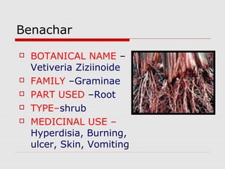 Benachar 
 BOTANICAL NAME – 
Vetiveria Ziziinoide 
 FAMILY –Graminae 
 PART USED –Root 
 TYPE–shrub 
 MEDICINAL USE – 
Hyperdisia, Burning, 
ulcer, Skin, Vomiting 
 