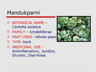 Mandukparni 
 BOTANICAL NAME – 
Centella asiatica 
 FAMILY – Umdelliferae 
 PART USED –Whole plant 
 TYPE–herb 
 MEDICINAL USE – 
Antiinflamatory, Jundice, 
Diuretic, Diarrhoea. 
 