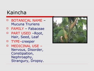 Kaincha 
 BOTANICAL NAME – 
Mucuna Truriens 
 FAMILY – Fabaceae 
 PART USED –Root, 
Hair, Seed, Leaf 
 TYPE–creeper 
 MEDICINAL USE – 
Nervous, Disorder, 
Constipation, 
Nephroaphy, 
Strangury, Dropsy. 
 