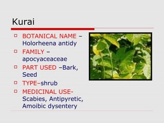 Kurai 
 BOTANICAL NAME – 
Holorheena antidy 
 FAMILY – 
apocyaceaceae 
 PART USED –Bark, 
Seed 
 TYPE–shrub 
 MEDICINAL USE-Scabies, 
Antipyretic, 
Amoibic dysentery 
 