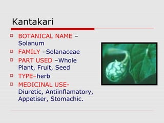 Kantakari 
 BOTANICAL NAME – 
Solanum 
 FAMILY –Solanaceae 
 PART USED –Whole 
Plant, Fruit, Seed 
 TYPE–herb 
 MEDICINAL USE-Diuretic, 
Antiinflamatory, 
Appetiser, Stomachic. 
 