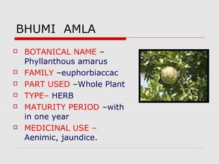 BHUMI AMLA 
 BOTANICAL NAME – 
Phyllanthous amarus 
 FAMILY –euphorbiaccac 
 PART USED –Whole Plant 
 TYPE– HERB 
 MATURITY PERIOD –with 
in one year 
 MEDICINAL USE – 
Aenimic, jaundice. 
 