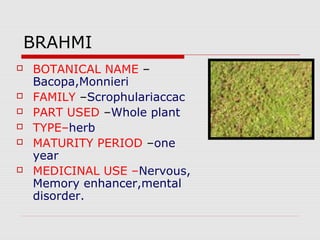 BRAHMI 
 BOTANICAL NAME – 
Bacopa,Monnieri 
 FAMILY –Scrophulariaccac 
 PART USED –Whole plant 
 TYPE–herb 
 MATURITY PERIOD –one 
year 
 MEDICINAL USE –Nervous, 
Memory enhancer,mental 
disorder. 
 
