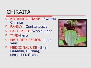 CHIRAITA 
 BOTANICAL NAME –Swertia 
Chiraita 
 FAMILY –Gentianaccac 
 PART USED –Whole Plant 
 TYPE–herb 
 MATURITY PERIOD –one 
year 
 MEDICINAL USE –Skin 
Desease, Burning, 
censation, fever. 
 