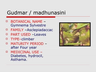 Gudmar / madhunasini 
 BOTANICAL NAME – 
Gymnema Sylvestre 
 FAMILY –Asclepiadaccac 
 PART USED –Leaves 
 TYPE–climber 
 MATURITY PERIOD – 
after Four year 
 MEDICINAL USE – 
Diabetes, hydrocil, 
Asthama. 
 