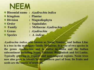 Binomial name : Azadirachta indica
Kingdom : Plantae
Division : Magnoliophyta
Order : Sapindales
Family : Meliaceae Azadirachta
Genus : Azadirachta
Species : A. indica
Azadirachta indica, also known as Neem, Nimtree, and Indian Lilac
is a tree in the mahogany family Meliaceae. It is one of two species in
the genus Azadirachta, and is native to India and the Indian
subcontinent including Nepal, Pakistan, Bangladesh and Sri Lanka.
Typically growing in tropical and semi-tropical regions. Neem trees
now also grow in islands in the southern part of Iran. Its fruits and
seeds are the source of neem oil.
 