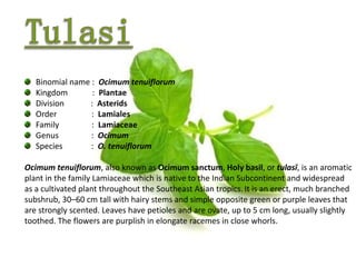 Binomial name : Ocimum tenuiflorum
Kingdom : Plantae
Division : Asterids
Order : Lamiales
Family : Lamiaceae
Genus : Ocimum
Species : O. tenuiflorum
Ocimum tenuiflorum, also known as Ocimum sanctum, Holy basil, or tulasī, is an aromatic
plant in the family Lamiaceae which is native to the Indian Subcontinent and widespread
as a cultivated plant throughout the Southeast Asian tropics. It is an erect, much branched
subshrub, 30–60 cm tall with hairy stems and simple opposite green or purple leaves that
are strongly scented. Leaves have petioles and are ovate, up to 5 cm long, usually slightly
toothed. The flowers are purplish in elongate racemes in close whorls.
 