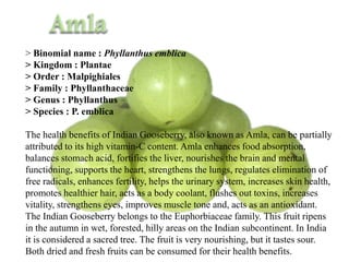 > Binomial name : Phyllanthus emblica
> Kingdom : Plantae
> Order : Malpighiales
> Family : Phyllanthaceae
> Genus : Phyllanthus
> Species : P. emblica
The health benefits of Indian Gooseberry, also known as Amla, can be partially
attributed to its high vitamin-C content. Amla enhances food absorption,
balances stomach acid, fortifies the liver, nourishes the brain and mental
functioning, supports the heart, strengthens the lungs, regulates elimination of
free radicals, enhances fertility, helps the urinary system, increases skin health,
promotes healthier hair, acts as a body coolant, flushes out toxins, increases
vitality, strengthens eyes, improves muscle tone and, acts as an antioxidant.
The Indian Gooseberry belongs to the Euphorbiaceae family. This fruit ripens
in the autumn in wet, forested, hilly areas on the Indian subcontinent. In India
it is considered a sacred tree. The fruit is very nourishing, but it tastes sour.
Both dried and fresh fruits can be consumed for their health benefits.
 
