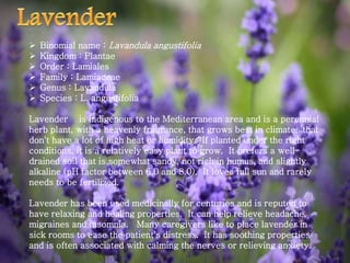  Binomial name : Lavandula angustifolia
 Kingdom : Plantae
 Order : Lamiales
 Family : Lamiaceae
 Genus : Lavandula
 Species : L. angustifolia
Lavender is indigenous to the Mediterranean area and is a perennial
herb plant, with a heavenly fragrance, that grows best in climates that
don't have a lot of high heat or humidity. If planted under the right
conditions, it is a relatively easy plant to grow. It prefers a well-
drained soil that is somewhat sandy, not rich in humus, and slightly
alkaline (pH factor between 6.0 and 8.0). It loves full sun and rarely
needs to be fertilized.
Lavender has been used medicinally for centuries and is reputed to
have relaxing and healing properties. It can help relieve headache,
migraines and insomnia. Many caregivers like to place lavender in
sick rooms to ease the patient's distress. It has soothing properties
and is often associated with calming the nerves or relieving anxiety.
 