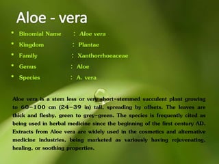 • Binomial Name : Aloe vera
• Kingdom : Plantae
• Family : Xanthorrhoeaceae
• Genus : Aloe
• Species : A. vera
Aloe vera is a stem less or very short-stemmed succulent plant growing
to 60–100 cm (24–39 in) tall, spreading by offsets. The leaves are
thick and fleshy, green to grey-green. The species is frequently cited as
being used in herbal medicine since the beginning of the first century AD.
Extracts from Aloe vera are widely used in the cosmetics and alternative
medicine industries, being marketed as variously having rejuvenating,
healing, or soothing properties.
 