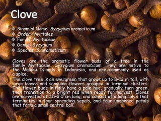  Binomial Name: Syzygium aromaticum
 Order : Myrtales
 Family: Myrtaceae
 Genus: Syzygium
 Species: S. aromaticum
Cloves are the aromatic flower buds of a tree in the
family Myrtaceae, Syzygium aromaticum. They are native to
the Maluku Islands in Indonesia, and are commonly used as
a spice.
The clove tree is an evergreen that grows up to 8–12 m tall, with
large leaves and sanguine flowers grouped in terminal clusters.
The flower buds initially have a pale hue, gradually turn green,
then transition to a bright red when ready for harvest. Cloves
are harvested at 1.5–2.0 cm long, and consist of a long calyx that
terminates in four spreading sepals, and four unopened petals
that form a small central ball.
 