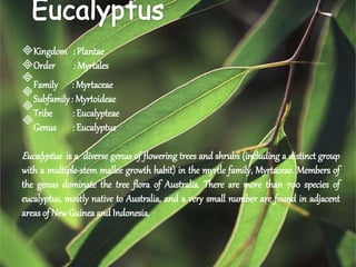 Kingdom : Plantae
Order : Myrtales

Family : Myrtaceae

Subfamily : Myrtoideae

Tribe : Eucalypteae

Genus : Eucalyptus
Eucalyptus is a diverse genus of flowering trees and shrubs (including a distinct group
with a multiple-stem mallee growth habit) in the myrtle family, Myrtaceae. Members of
the genus dominate the tree flora of Australia. There are more than 700 species of
eucalyptus, mostly native to Australia, and a very small number are found in adjacent
areas of NewGuineaand Indonesia.
 