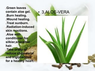 .Green leaves
contain aloe gel.
.Burn healing.
.Wound healing.
.Treat sunburn.
.Radiation-induced
skin reactions.
.Aloe with
conditioner for
silkier,smoother
hair.
.Take orally to
reduce cholesteral
and triglycerides
for a healthy heart.
• 3.ALOE-VERA
 