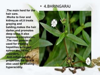 .The main herd for the
hair care.
.Works to liver and
kidney.as oil,it treats
graying and
balding,makes the hair
darker,and promotes
deep sleep.It also
improves complexion.
.The root powder is
used for treating
hepatilies,enlarged
spleen and skin
disorders.
.Anti-inflammatory
properties,the herd is
also used for treating
hyperacidity.
• 4.BHRINGARAJ
 