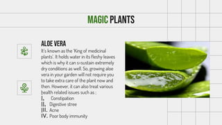 Magic plants
Aloe vera
It’s known as the ‘King of medicinal
plants’. It holds water in its fleshy leaves
which is why it c...