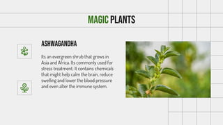 ashwagandha
Its an evergreen shrub that grows in
Asia and Africa. Its commonly used for
stress treatment. It contains chem...