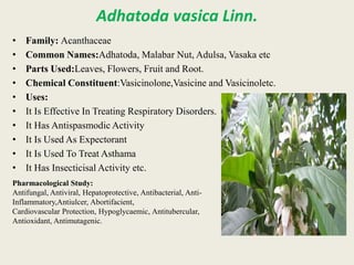 Adhatoda Root Medicinal Plants.pptx