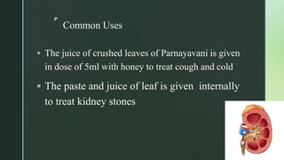z
Common Uses
 The juice of crushed leaves of Parnayavani is given
in dose of 5ml with honey to treat cough and cold
 The paste and juice of leaf is given internally
to treat kidney stones
 
