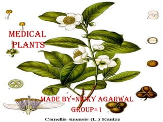 Medical
plants
Made by=nicky agarwal
group=1
 