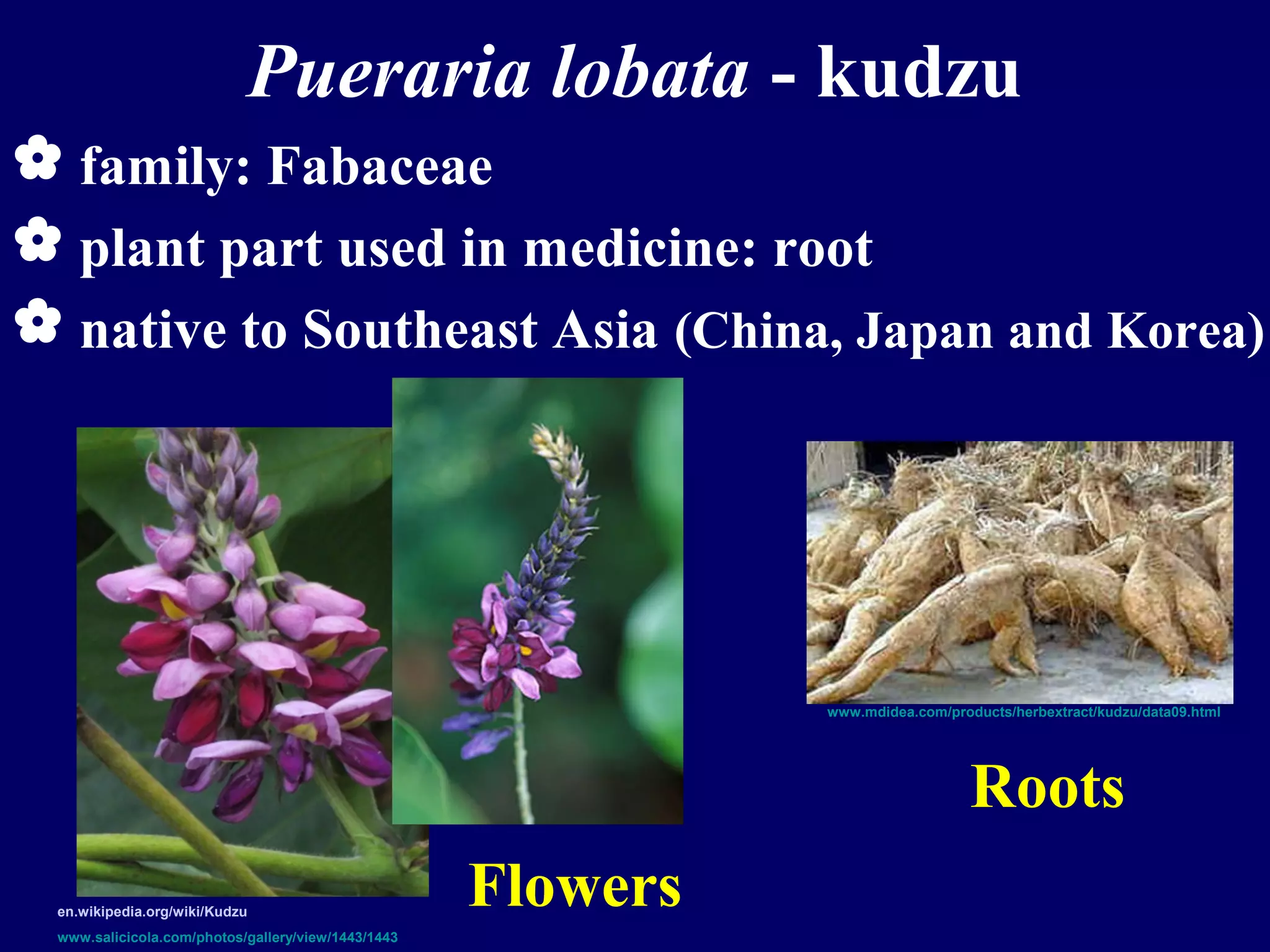 Medicinal plants the future in cataract therapy