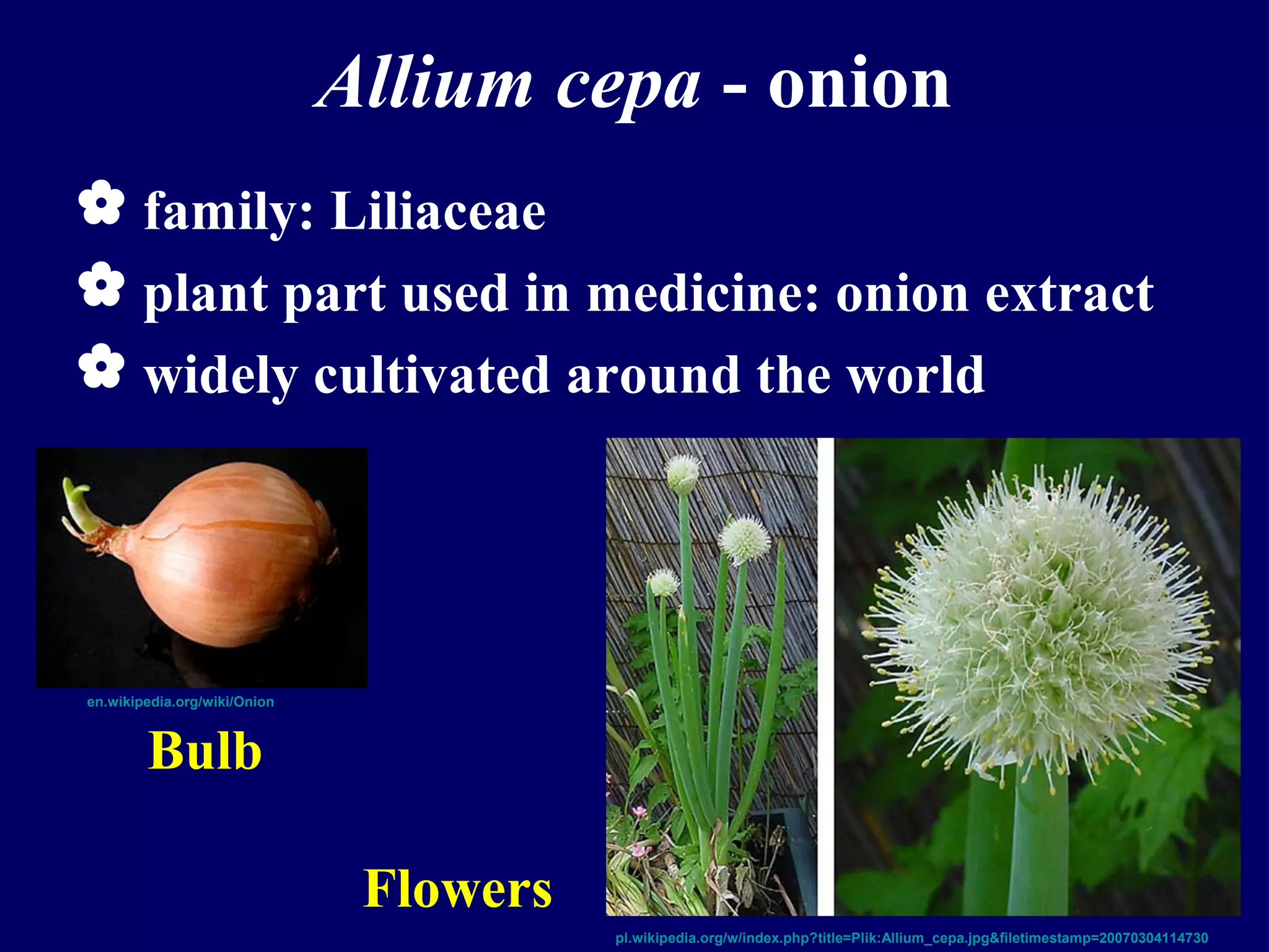 Medicinal plants the future in cataract therapy