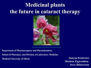 Medicinal plants
the future in cataract therapy
Justyna Petelewicz
Marlena Zagwożdżon
Jerzy Bukowczan
Department of Pharmacognosy and Phytochemistry
School of Pharmacy and Division of Laboratory Medicine
Medical University of Silesia
www.missouriplants.com/Bluealt/Pueraria_lobata_page.html
 