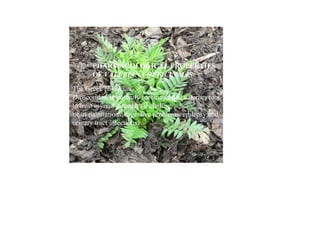 PHARMACOLOGICAL PROPERTIES
       OF VALERIANA OFFICINALIS
The Greek physician,
Dioscorides, apparently recommended valerian root
to treat myriad disorders including
heart palpitations, digestive problems, epilepsy and
urinary tract infections1.
 