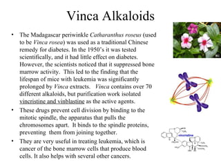 Vinca Alkaloids
• The Madagascar periwinkle Catharanthus roseus (used
  to be Vinca rosea) was used as a traditional Chinese
  remedy for diabetes. In the 1950’s it was tested
  scientifically, and it had little effect on diabetes.
  However, the scientists noticed that it suppressed bone
  marrow activity. This led to the finding that the
  lifespan of mice with leukemia was significantly
  prolonged by Vinca extracts. Vinca contains over 70
  different alkaloids, but purification work isolated
  vincristine and vinblastine as the active agents.
• These drugs prevent cell division by binding to the
  mitotic spindle, the apparatus that pulls the
  chromosomes apart. It binds to the spindle proteins,
  preventing them from joining together.
• They are very useful in treating leukemia, which is
  cancer of the bone marrow cells that produce blood
  cells. It also helps with several other cancers.
 
