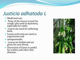 Adhatoda Root Medicinal plants and drugs (2) (1) | PPTX