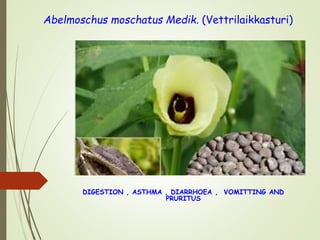 Abelmoschus moschatus Medik. (Vettrilaikkasturi)
DIGESTION , ASTHMA , DIARRHOEA , VOMITTING AND
PRURITUS
 