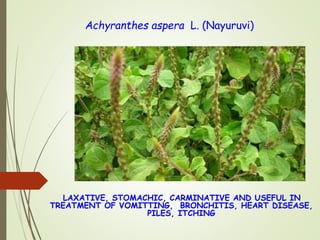 Achyranthes aspera L. (Nayuruvi)
LAXATIVE, STOMACHIC, CARMINATIVE AND USEFUL IN
TREATMENT OF VOMITTING, BRONCHITIS, HEART DISEASE,
PILES, ITCHING
 