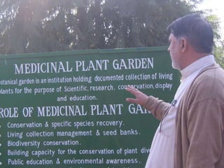 Medicinal plants cultivation In Pakistan A Presentation By Mr Allah Dad ...