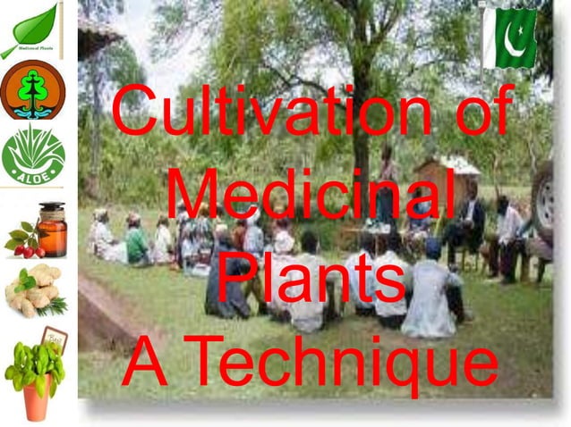 Medicinal plants cultivation In Pakistan A Presentation By Mr Allah Dad ...
