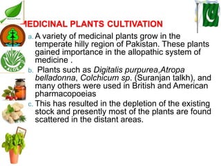 Medicinal plants cultivation In Pakistan A Presentation By Mr Allah Dad ...