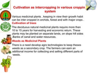Medicinal plants cultivation In Pakistan A Presentation By Mr Allah Dad ...