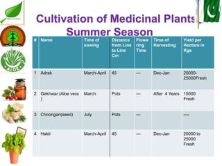 Medicinal plants cultivation In Pakistan A Presentation By Mr Allah Dad ...