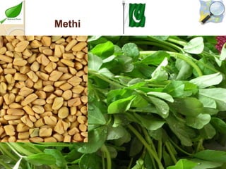 Medicinal plants cultivation In Pakistan A Presentation By Mr Allah Dad ...