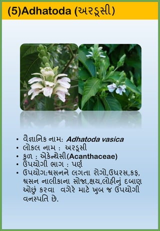 (5)Adhatoda (અરડૂસી)
• વૈજ્ઞાનિક િામ: Adhatoda vasica
• લોકલ િામ : અરડૂસી
• કુળ : એકેન્થેસી(Acanthaceae)
• ઉપયોગી ભાગ : પર...