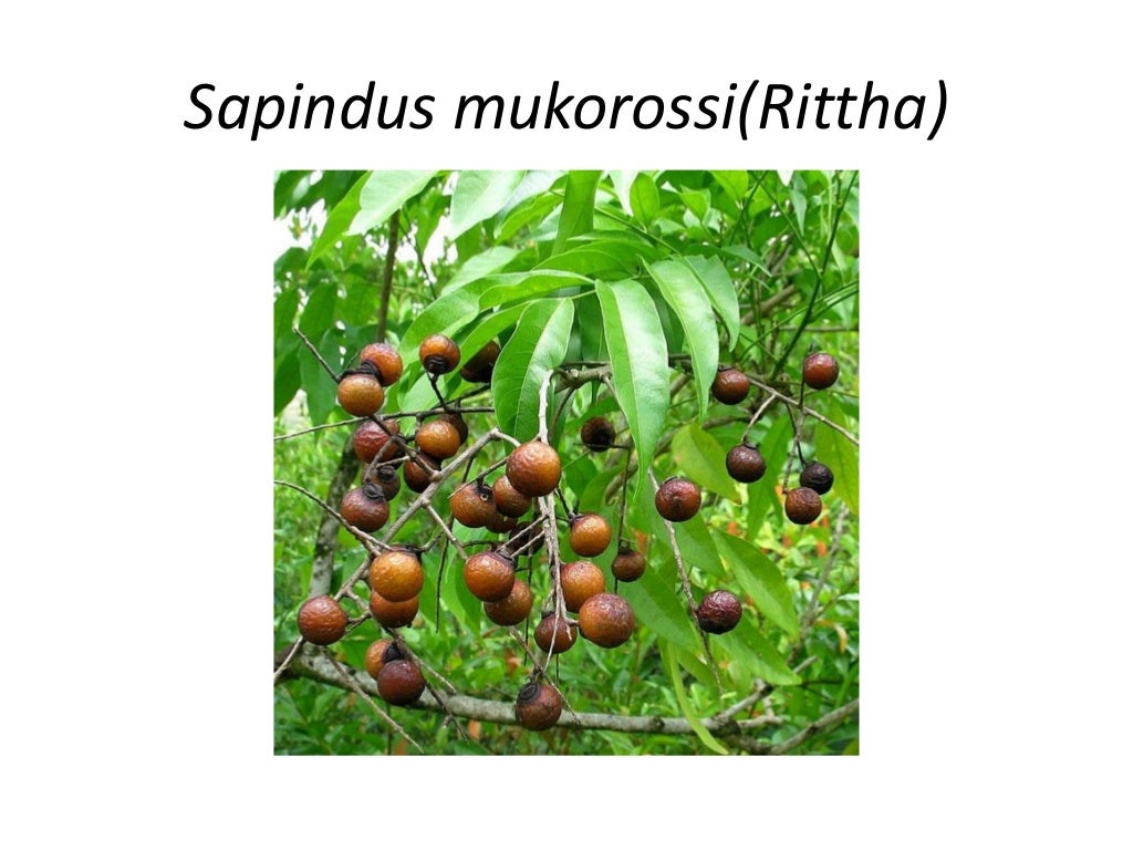 Medicinal plants of nepal