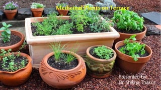 Medicinal Plants on Terrace
Presented by:
Dr. Shikha Thakur
 