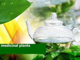 medicinal plants
 