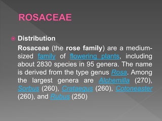 Rose Family Rheum Medicinal plant systematics i | PPTX
