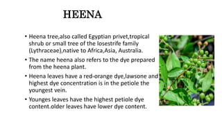 Medicinal properties of Giloy , Bay leaf and Heena plant.pptx