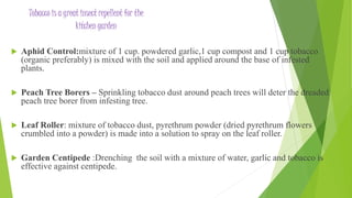 tobacco dust uses transforms into organic fertilizer Using Tobacco as Pesticide and