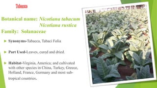 tobacco leaves uses Medicinal uses of tobacco